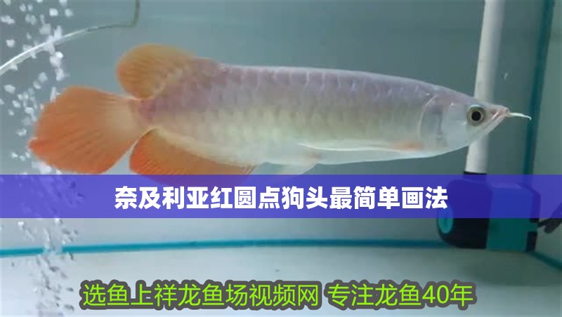 奈及利亞紅圓點狗頭最簡單畫法 奈及利亞紅圓點狗頭最簡單畫法 龍魚百科