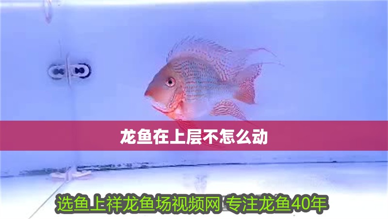 龍魚在上層不怎么動
