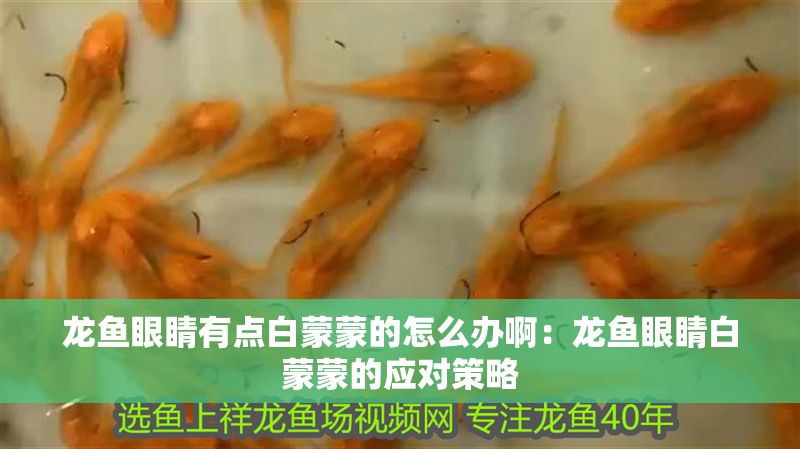 龍魚眼睛有點白蒙蒙的怎么辦啊：龍魚眼睛白蒙蒙的應對策略