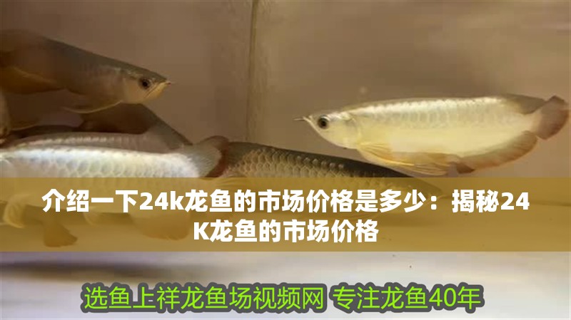 介紹一下24k龍魚的市場價格是多少：揭秘24K龍魚的市場價格