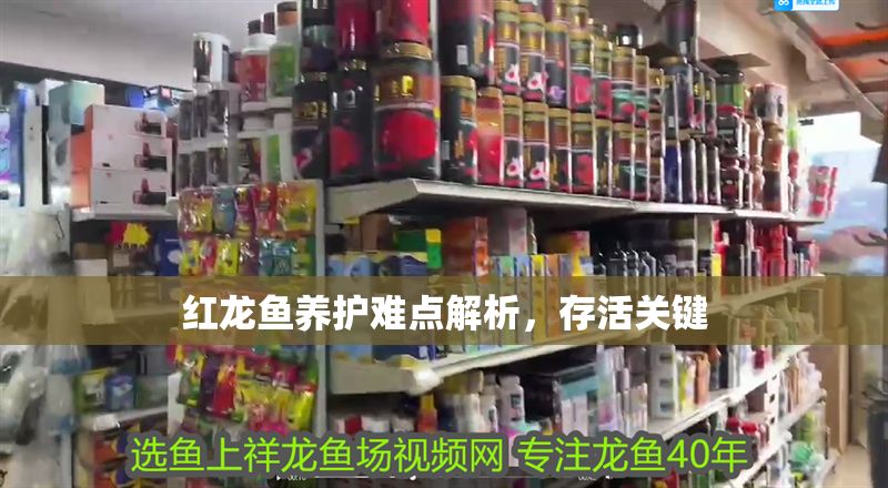 紅龍魚養護難點解析，存活關鍵