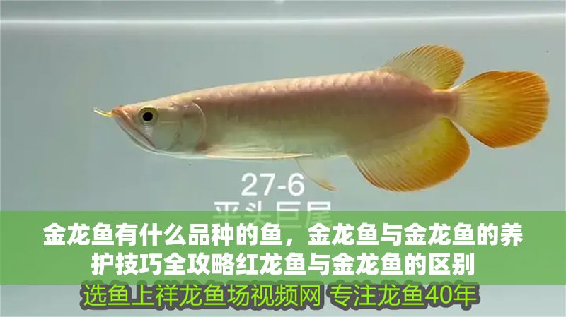 金龍魚有什么品種的魚，金龍魚與金龍魚的養護技巧全攻略紅龍魚與金龍魚的區別