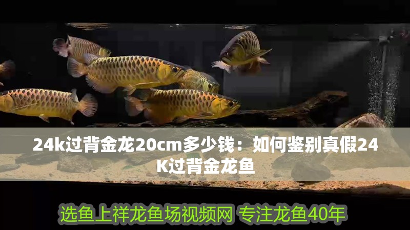 24k過背金龍20cm多少錢：如何鑒別真假24K過背金龍魚