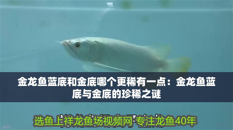 金龍魚藍底和金底哪個更稀有一點：金龍魚藍底與金底的珍稀之謎