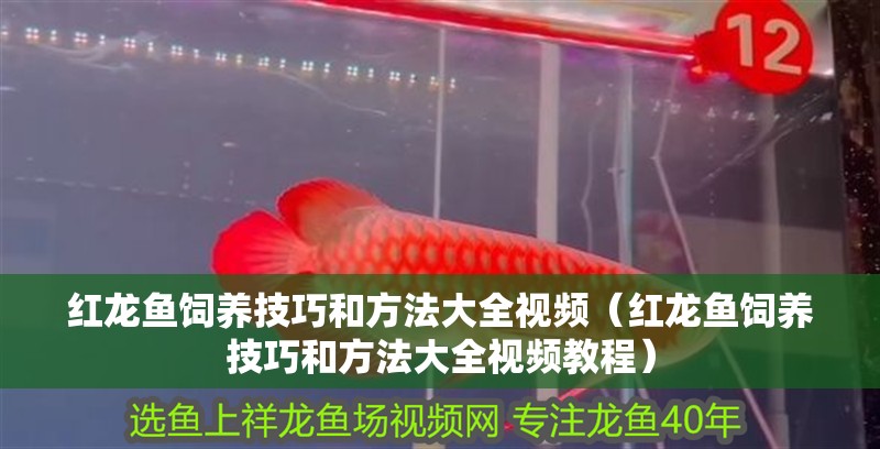 紅龍魚飼養(yǎng)技巧和方法大全視頻（紅龍魚飼養(yǎng)技巧和方法大全視頻教程）