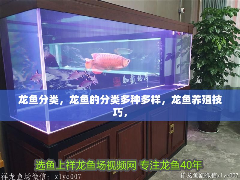 龍魚(yú)分類(lèi)，龍魚(yú)的分類(lèi)多種多樣，龍魚(yú)養(yǎng)殖技巧，