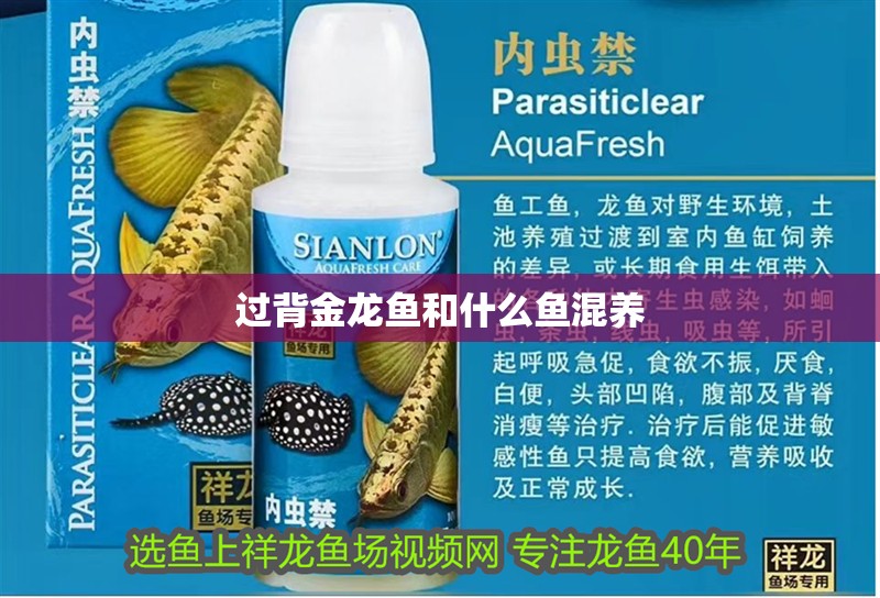 過背金龍魚和什么魚混養 過背金龍魚和什么魚混養 龍魚百科