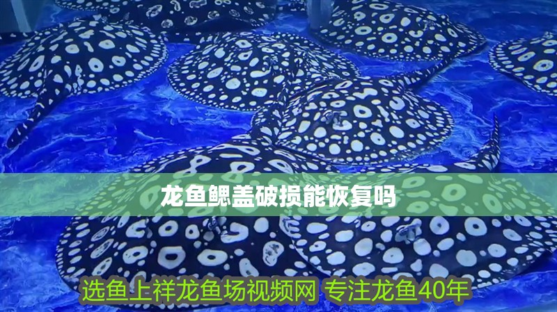 龍魚鰓蓋破損能恢復嗎