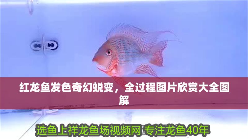 紅龍魚發色奇幻蛻變，全過程圖片欣賞大全圖解