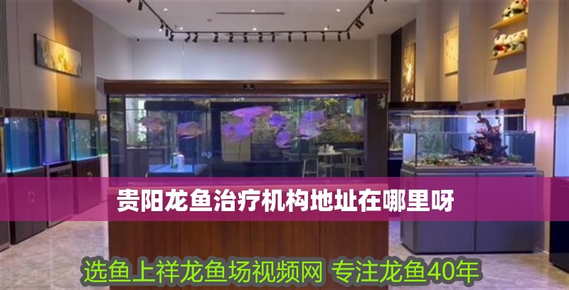 貴陽龍魚治療機構地址在哪里呀