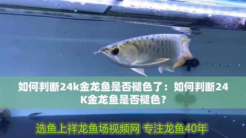 如何判斷24k金龍魚是否褪色了：如何判斷24K金龍魚是否褪色？