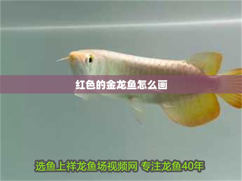 紅色的金龍魚怎么畫