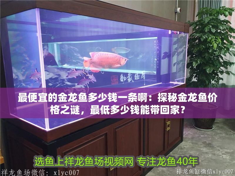最便宜的金龍魚多少錢一條啊：探秘金龍魚價格之謎，最低多少錢能帶回家？