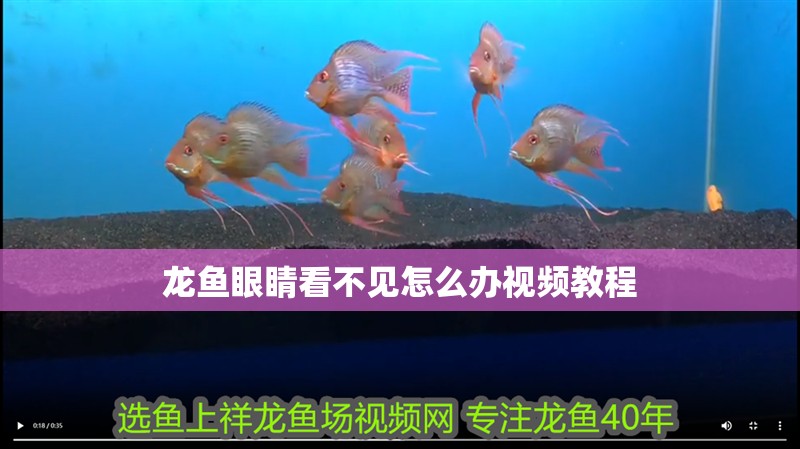 龍魚眼睛看不見怎么辦視頻教程