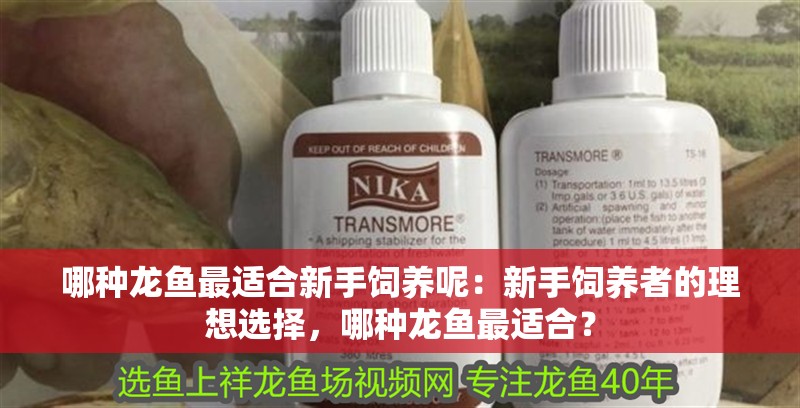 哪種龍魚最適合新手飼養呢：新手飼養者的理想選擇，哪種龍魚最適合？