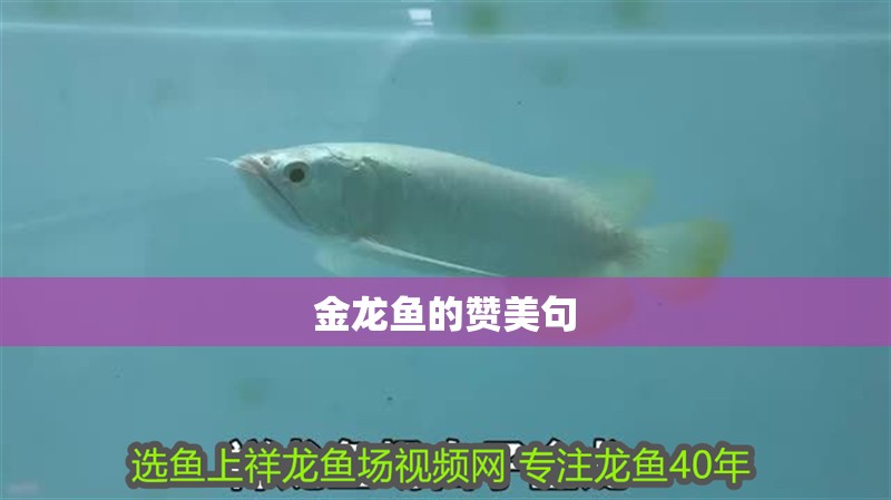 金龍魚的贊美句