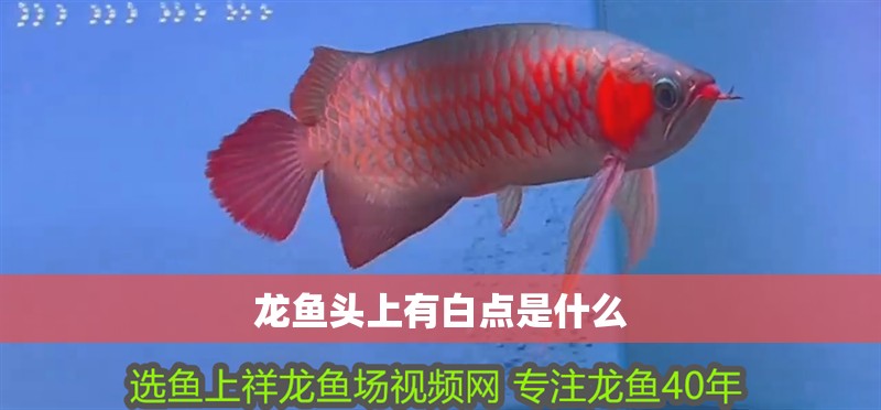 龍魚頭上有白點(diǎn)是什么 龍魚頭上有白點(diǎn)是什么 龍魚百科