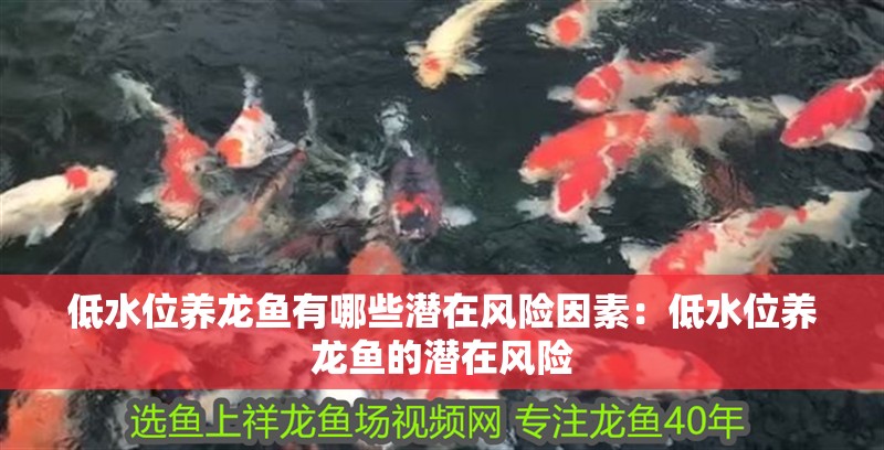 低水位養龍魚有哪些潛在風險因素：低水位養龍魚的潛在風險