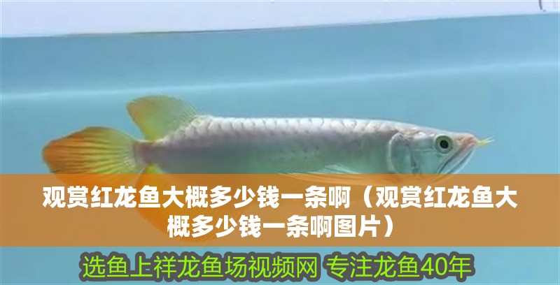 觀賞紅龍魚大概多少錢一條?。ㄓ^賞紅龍魚大概多少錢一條啊圖片）