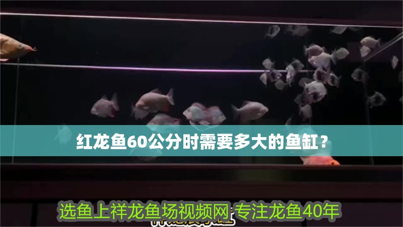 紅龍魚60公分時需要多大的魚缸？