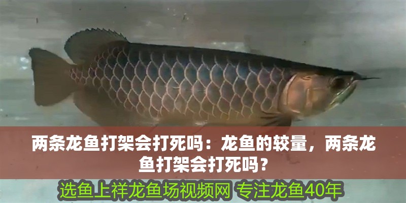 兩條龍魚打架會打死嗎：龍魚的較量，兩條龍魚打架會打死嗎？