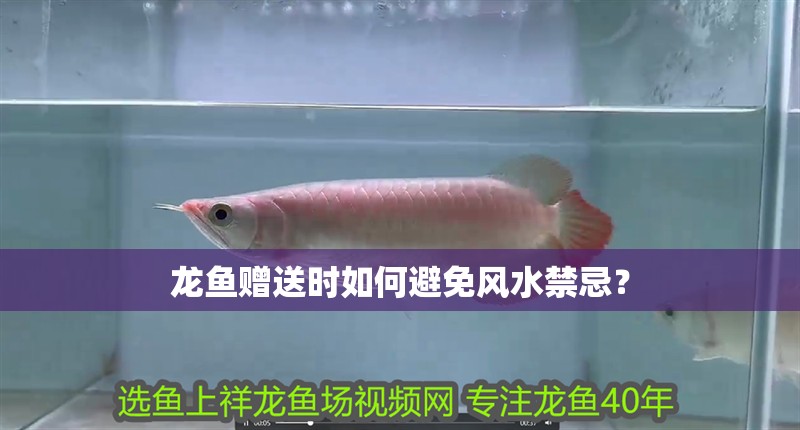 龍魚贈送時如何避免風水禁忌？