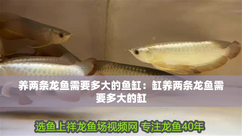 養(yǎng)兩條龍魚需要多大的魚缸：缸養(yǎng)兩條龍魚需要多大的缸