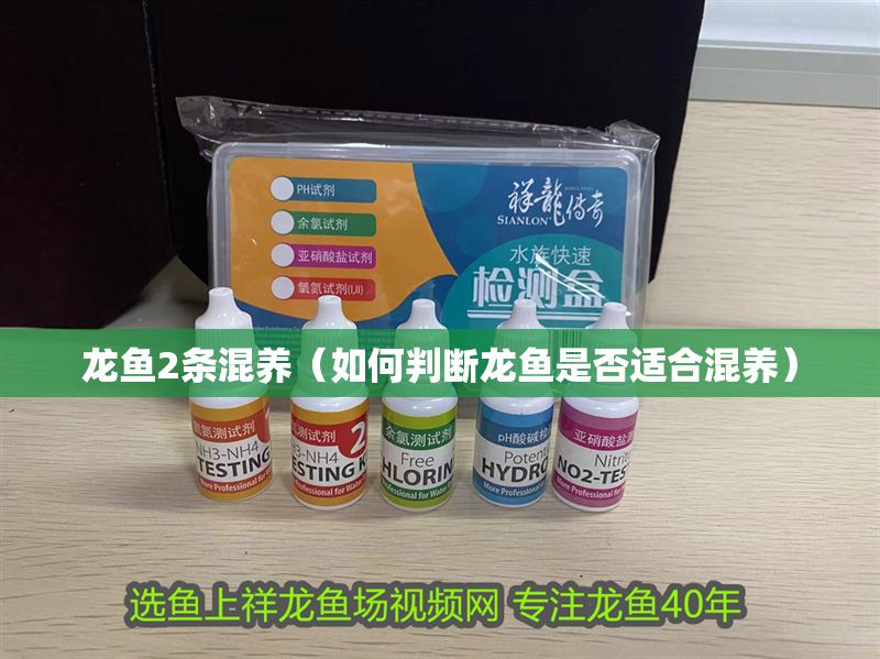 龍魚2條混養（如何判斷龍魚是否適合混養）