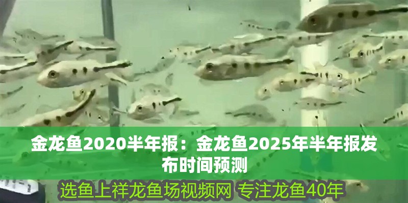 金龍魚2020半年報：金龍魚2025年半年報發布時間預測
