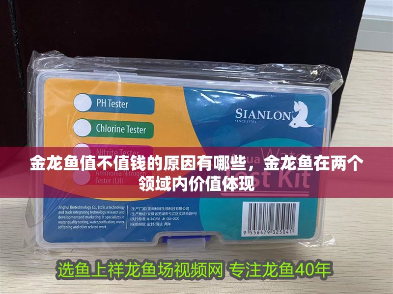 金龍魚值不值錢的原因有哪些，金龍魚在兩個領域內價值體現