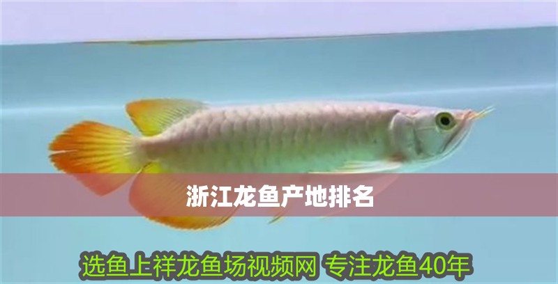 浙江龍魚產地排名