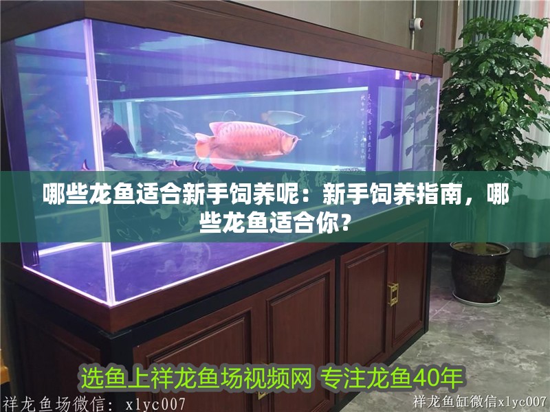 哪些龍魚適合新手飼養呢：新手飼養指南，哪些龍魚適合你？
