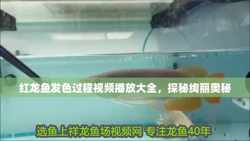 紅龍魚發色過程視頻播放大全，探秘絢麗奧秘