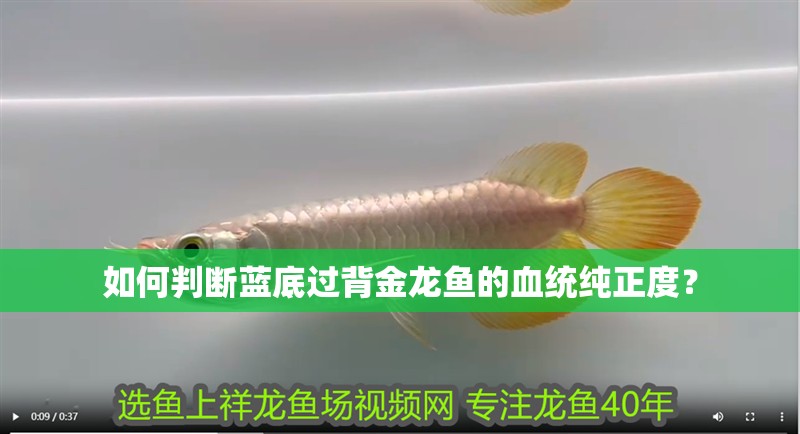 如何判斷藍(lán)底過(guò)背金龍魚的血統(tǒng)純正度？