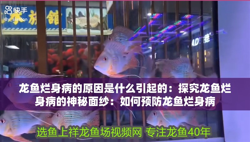 龍魚爛身病的原因是什么引起的：探究龍魚爛身病的神秘面紗：如何預防龍魚爛身病