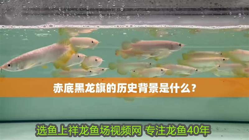 赤底黑龍旗的歷史背景是什么？