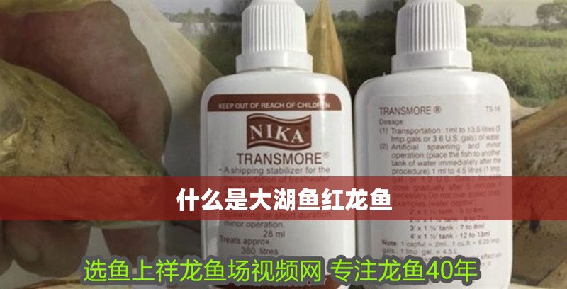 什么是大湖魚紅龍魚 什么是大湖魚紅龍魚 龍魚百科
