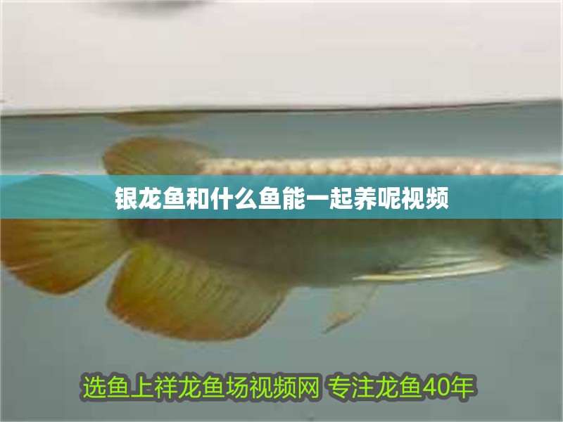 銀龍魚和什么魚能一起養(yǎng)呢視頻