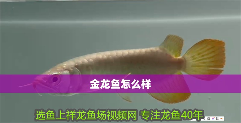 金龍魚怎么樣