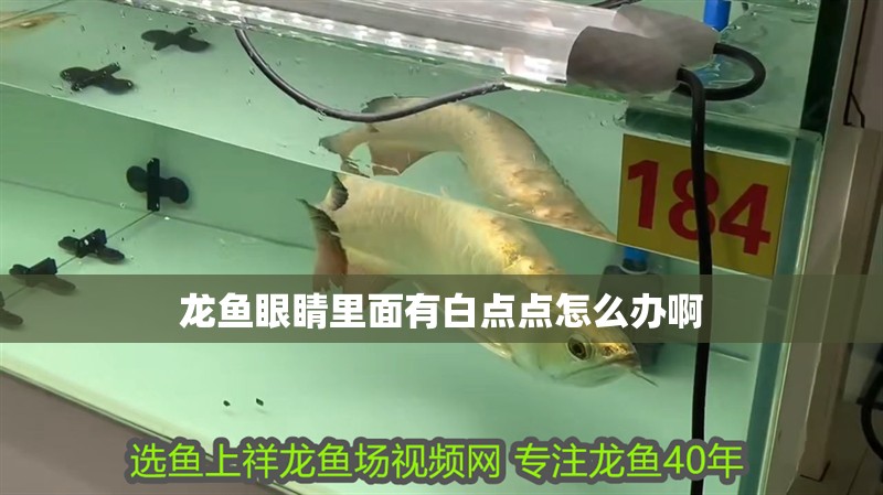 龍魚眼睛里面有白點點怎么辦啊