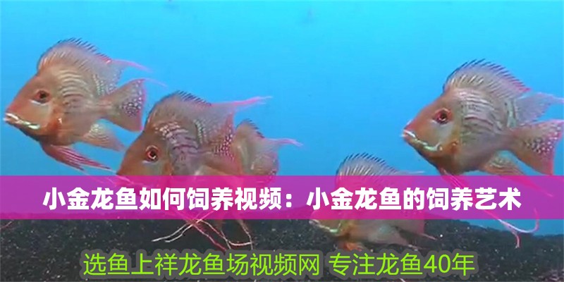 小金龍魚如何飼養視頻：小金龍魚的飼養藝術