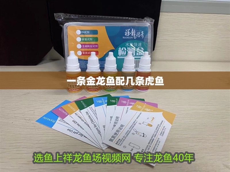 一條金龍魚配幾條虎魚