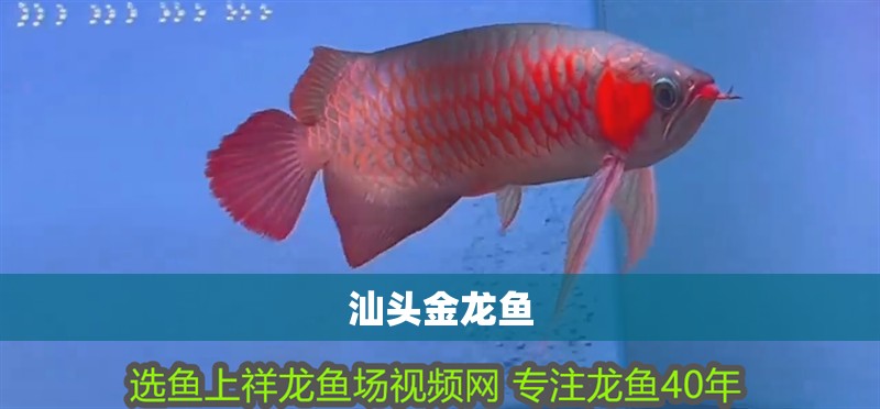 汕頭金龍魚