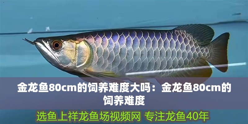 金龍魚80cm的飼養難度大嗎：金龍魚80cm的飼養難度