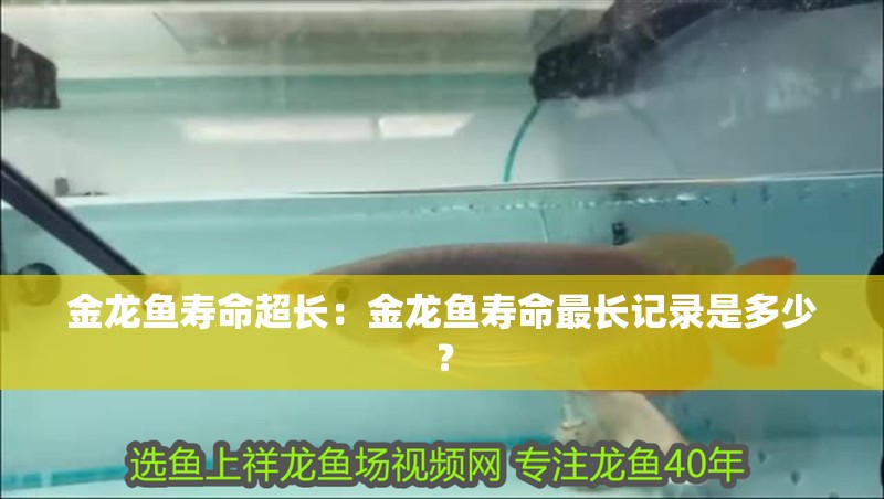 金龍魚壽命超長：金龍魚壽命最長記錄是多少？