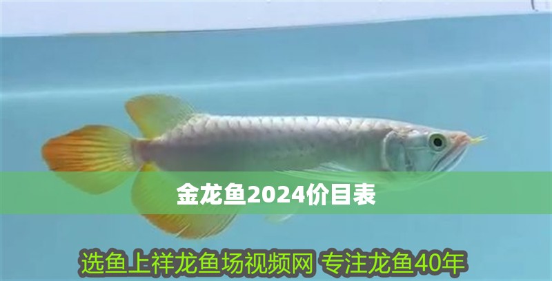 魚缸過濾器選購指南:自制魚缸過濾器魚缸上置過濾器對(duì)于養(yǎng)魚愛好者的必備知識(shí) 金龍魚2024價(jià)目表 龍魚百科 金龍魚2024價(jià)目表 金龍魚2024價(jià)目表 龍魚百科