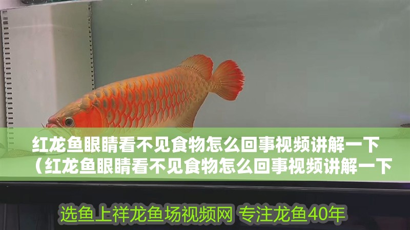 紅龍魚眼睛看不見食物怎么回事視頻講解一下（紅龍魚眼睛看不見食物怎么回事視頻講解一下）