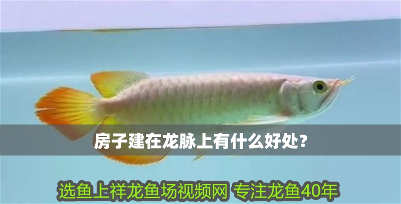 房子建在龍脈上有什么好處？