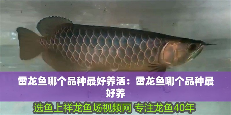 雷龍魚哪個品種最好養活：雷龍魚哪個品種最好養