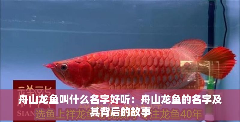 舟山龍魚叫什么名字好聽：舟山龍魚的名字及其背后的故事